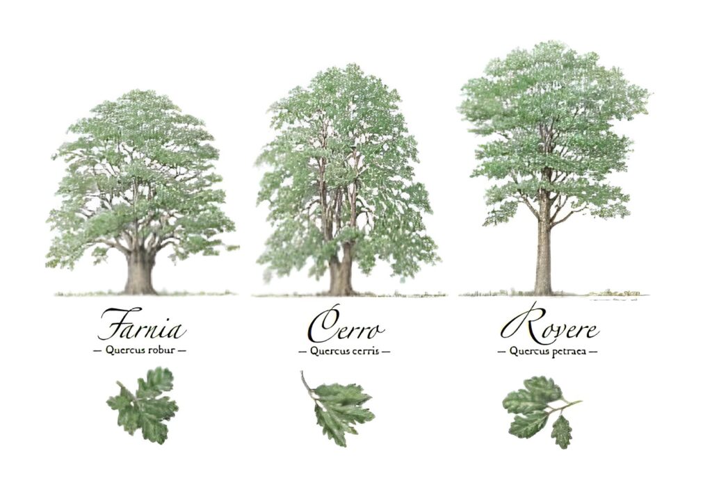 白松露樹種有哪些？